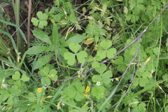 Oxalis refracta