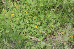 Oxalis refracta
