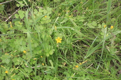 Oxalis refracta