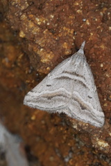 Dichromodes consignata