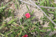 Portulaca gilliesii