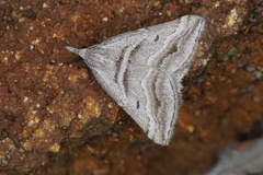 Dichromodes consignata