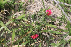 Portulaca gilliesii