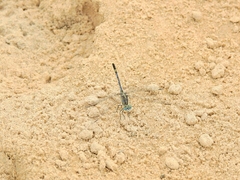 Diplacodes trivialis