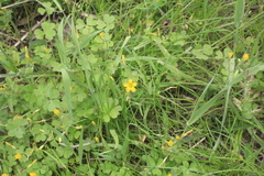 Oxalis refracta