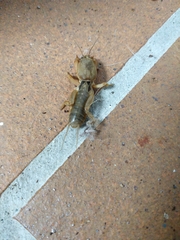 Gryllotalpa gryllotalpa