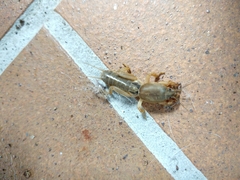 Gryllotalpa gryllotalpa