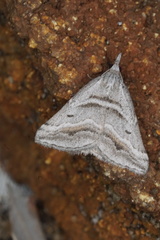 Dichromodes consignata