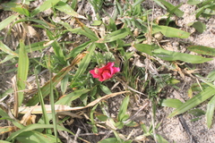 Portulaca gilliesii