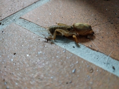 Gryllotalpa gryllotalpa