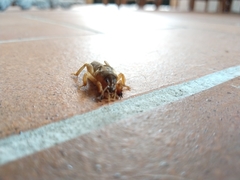 Gryllotalpa gryllotalpa