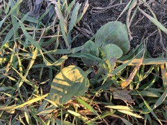 Plantago major