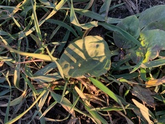 Plantago major