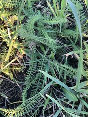 Achillea millefolium