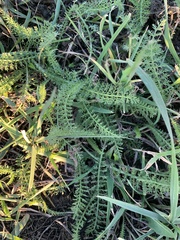 Achillea millefolium