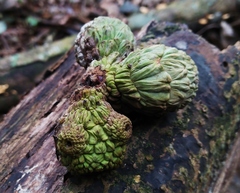 Lithocarpus lepidocarpus