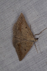 Nearcha dasyzona