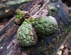 Lithocarpus lepidocarpus