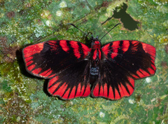 Haemactis sanguinalis
