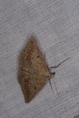 Nearcha dasyzona