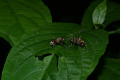 Polyrhachis bihamata