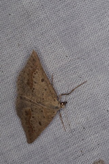 Nearcha dasyzona