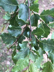 Nothofagus obliqua