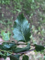 Nothofagus obliqua