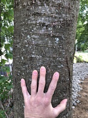 Nothofagus obliqua