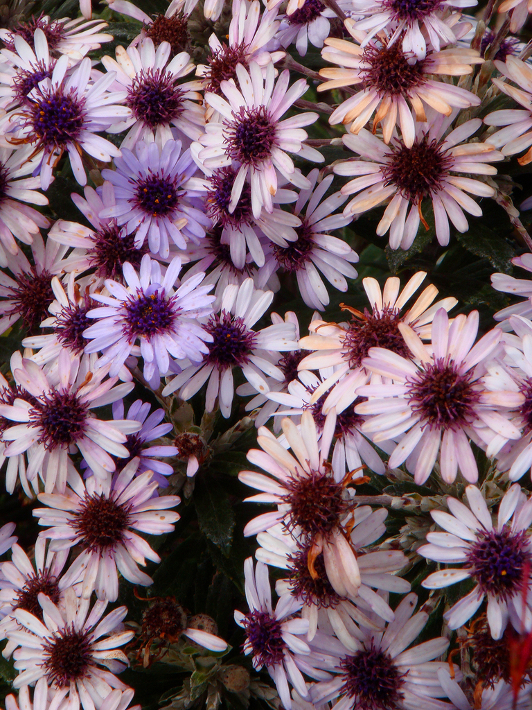 Chatham Aster