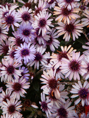 Macrolearia semidentata