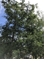 Nothofagus obliqua