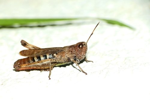Photo of Rufous Grasshopper (Gomphocerippus rufus)