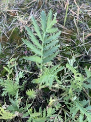 Tanacetum vulgare