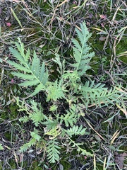 Tanacetum vulgare