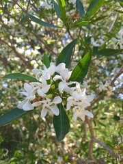Tabernaemontana catharinensis