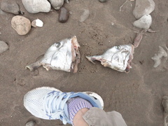 Callorhinchus callorynchus