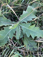Cirsium arvense