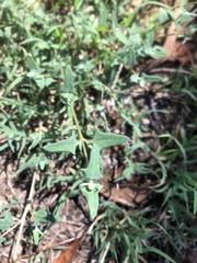 Chenopodium robertianum