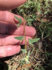 Chenopodium robertianum
