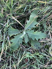 Cirsium arvense