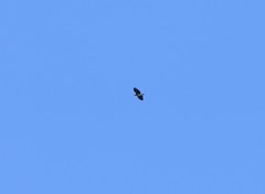 Haliaeetus ichthyaetus