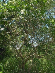 Tabernaemontana catharinensis