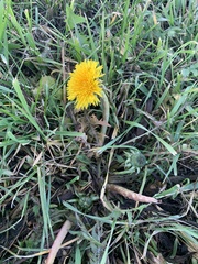 Taraxacum officinale