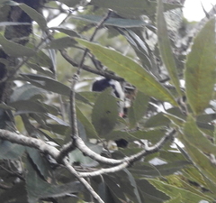 Dendrocoptes auriceps