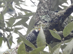 Dendrocoptes auriceps