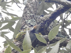 Dendrocoptes auriceps