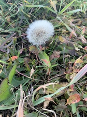 Taraxacum officinale