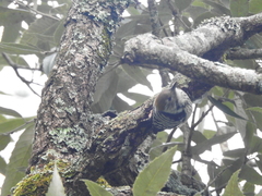 Dendrocoptes auriceps