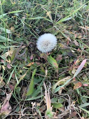 Taraxacum officinale